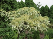 Cornus alternifolia 'Argentea' 